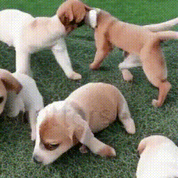 Короткий ролик: щенки играют на траве